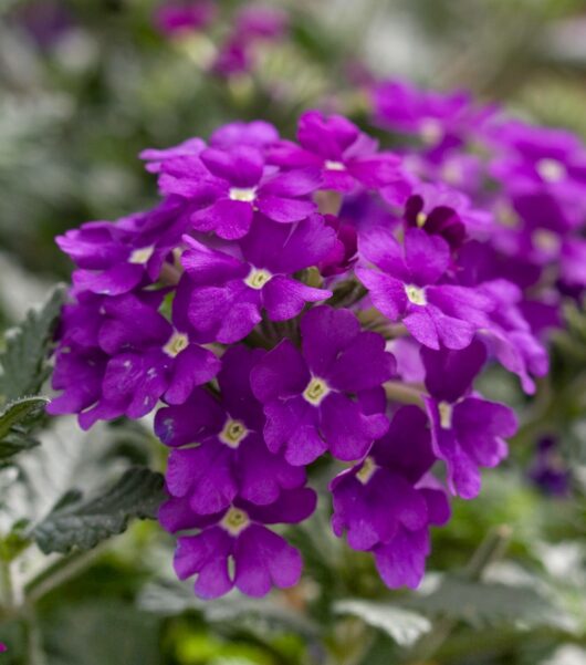 Verbena flower best quality flower plant