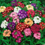 Verbena flower plant seed (Pack of 20 Seeds)