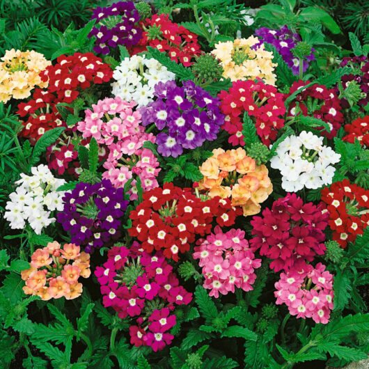 Verbena flower best quality flower plant