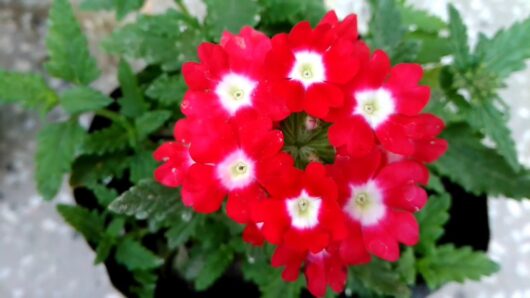 Verbena flower best quality flower plant