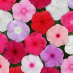 Vinca mix flower plant seed (Pack of 40 Seeds)