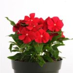 Vinca red flower plant seed (pack of 10 seeds)