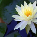 White lotus flower plant seed ( Pack of 8 Seeds )