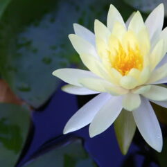 White lotus flower plant seed is best quality plant