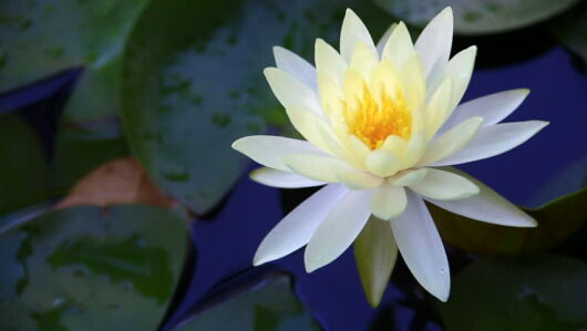 White lotus flower plant seed is best quality plant