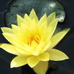 Yellow lotus flower plant seed ( Pack of 8 Seeds )