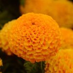African orange mariegold flower plant seed (pack of 20 seeds)