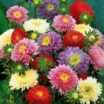 Aster Princess flower plant seed ( Pack of 20 Seeds )