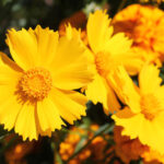 Coreopsis flower plant seed (pack of 25 seeds)