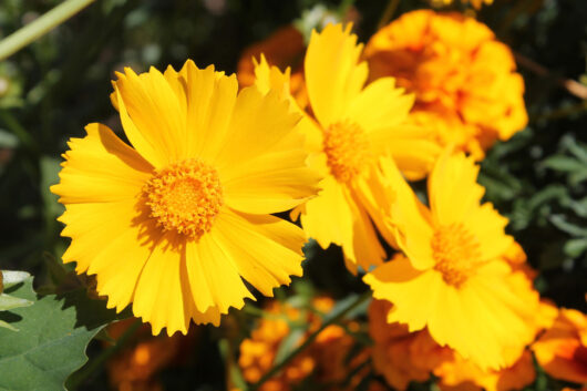 coreopsis plant seeds online