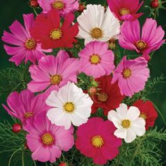 Cosmos mixed flower plant seed online