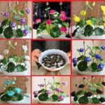 Mix Color Premium Quality Lotus Flowering Seeds – Pack of 8 seeds