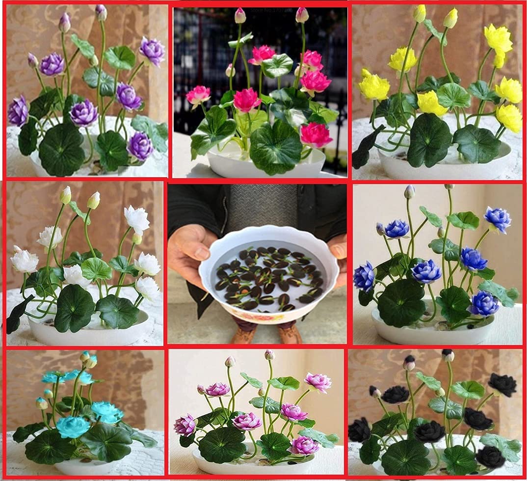 10p Mixed Color Bowl Lotus Seeds – Premium Bonsai Water Plant Set, Indoor/Outdoor