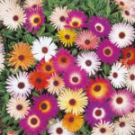 Mesembryanthemum flower plant seed ( pack of 40 seeds )