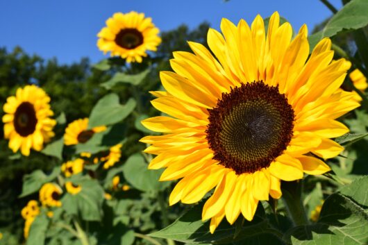 sunflower live plant online