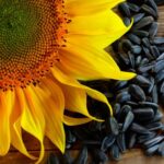 Tall Sunflower plant seed ( pack of 5 seeds )