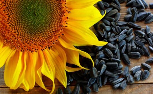 sunflower live plant online