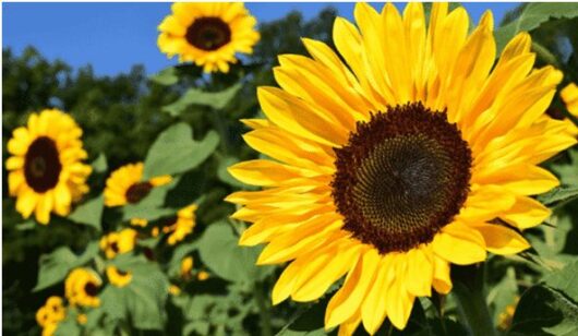 sunflower live plant online