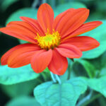 Tithonia red flower plant seed ( pack of 10 seeds )