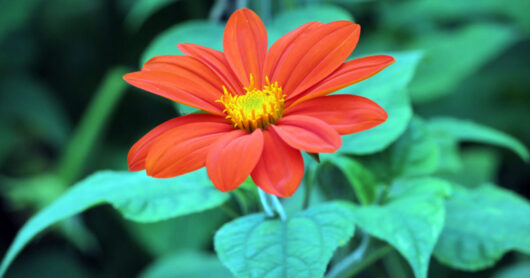 tithonia flower plant in india