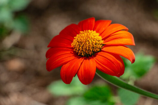 Buy flower seeds online