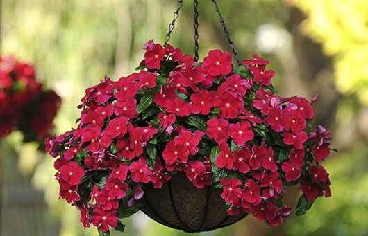 vinca red flower plant for pot