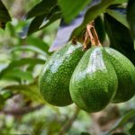 Avocado live plant – Avocado ka paudha