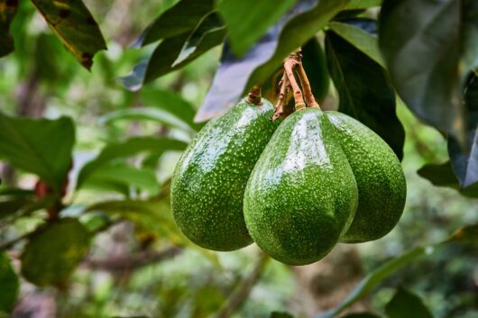 Avocado live plant - Avocado ka paudha