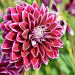 Dahlia live flower plant for home and terrace garden