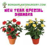 Happy New Year – 2022 Gift – Combo of Multi Color Rose Plants to Gift – 999 rs With free shipping