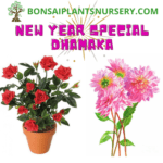 Happy New Year – 2022 Gift – Combo of Rose Plant and Dahlia plant to Gift – 999 Rs With free shipping