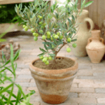Olive live plant for home gardening
