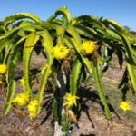 Yellow Dragon fruit Live plant for home and garden