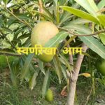 Swarn Rekha Mango grafted plant – Swarn Rekha aam ka kalmi podha