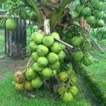 Coconut ‘Malayan Green Dwarf’ Live Plant Malaysian Dwarf Coconut Tree Plant