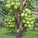 Vietnam Dwarf Variety Coconut Plant