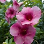 Allamanda Biscuit – Flowering Plants