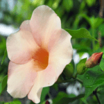 Allamanda Biscuit – Flowering Plants light color