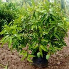 Early fruiting All time Grafted Mango plant For Pot and garden