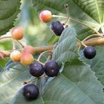 Phalsa /Falsa Fruit  Plant for Pot and Garden
