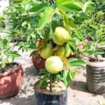 Thai dwarf Guava  Plant for Home and Garden