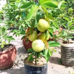 Thai dwarf guava plant online home delivery