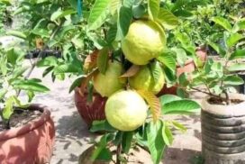 Thai dwarf guava plant online home delivery