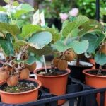 Kiwi Plant for Pot and Garden – Kiwi plant for sale online