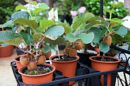 Kiwi Plant For Pot And Garden Kiwi Plant For Sale Online Bonsai Plants Nursery