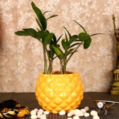 Stylish ceramic planter for home decoration