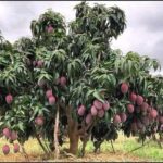 Arunika Mango Plant for home and garden
