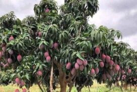 Arunika mango plant for home and garden