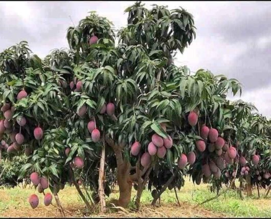 Arunika mango plant for home and garden