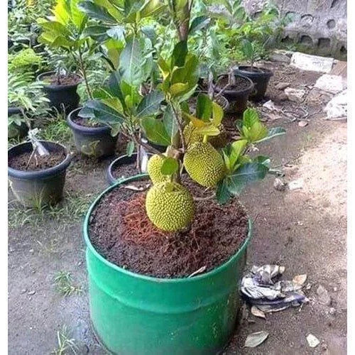 All Season Kathal Jackfruit Plant Baramasi Kathal Ka Podha For